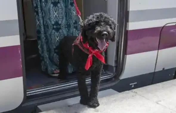 Un perro negro de pelo rizado, con un pañuelo rojo al cuello y arnés, asoma sonriente desde la puerta abierta de un tren de Larga Distancia de Renfe en el andén de una estación.