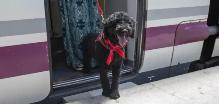 Un perro negro de pelo rizado, con un pañuelo rojo al cuello y arnés, asoma sonriente desde la puerta abierta de un tren de Larga Distancia de Renfe en el andén de una estación.